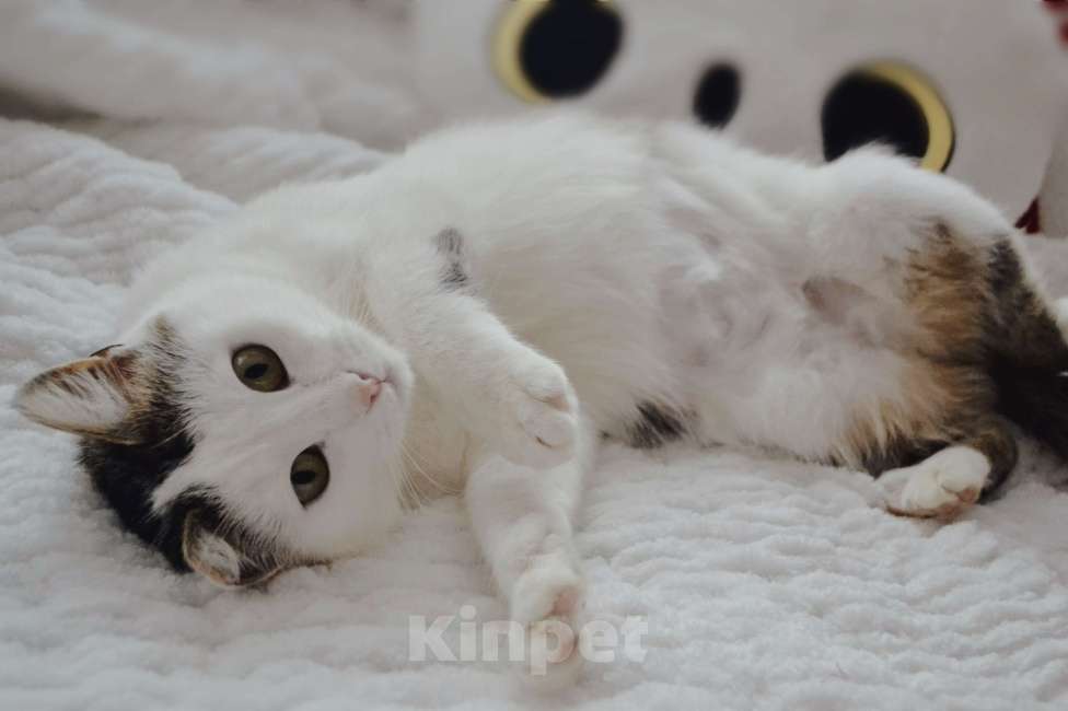 Кошки в Москве: Шарлотта в поиске семьи Девочка, Бесплатно - фото 6