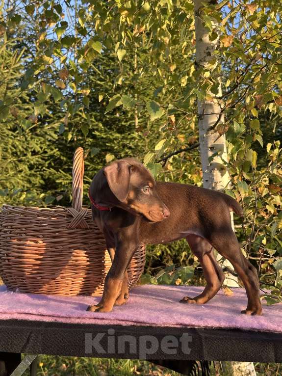 Собаки в Санкт-Петербурге: Щенок добермана  Девочка, 35 000 руб. - фото 4