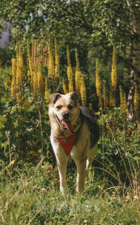 Собаки в Москве: Рэй Мальчик, Бесплатно - фото 3
