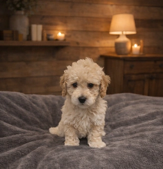 Щенок мальтипу ф1 мальчик