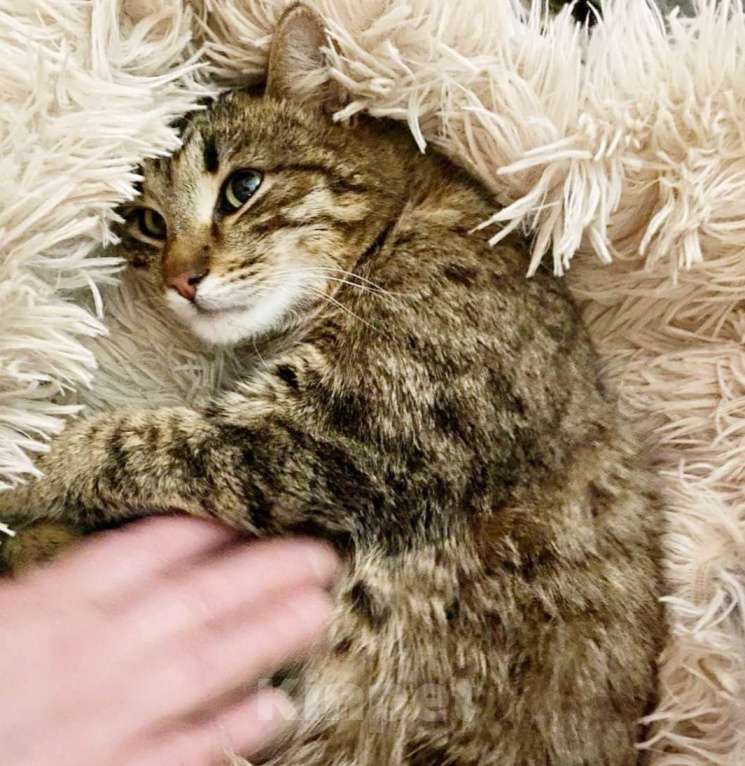 Кошки в Москве: Ласковый молодой рысенок Тëпа Мальчик, Бесплатно - фото 3