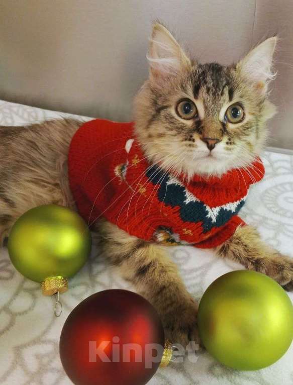 Кошки в Москве: Красотка Элен мечтает о доме Девочка, Бесплатно - фото 1