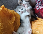 Кошки в Прокопьевске: Продам шотландских породистых котят Разнополые, 10 000 руб. - фото 2