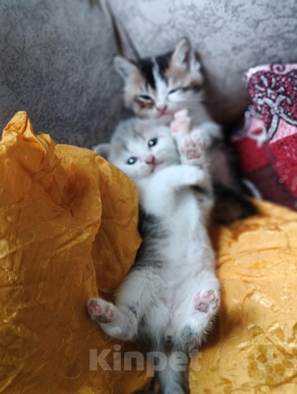 Кошки в Прокопьевске: Продам шотландских породистых котят Разнополые, 10 000 руб. - фото 2