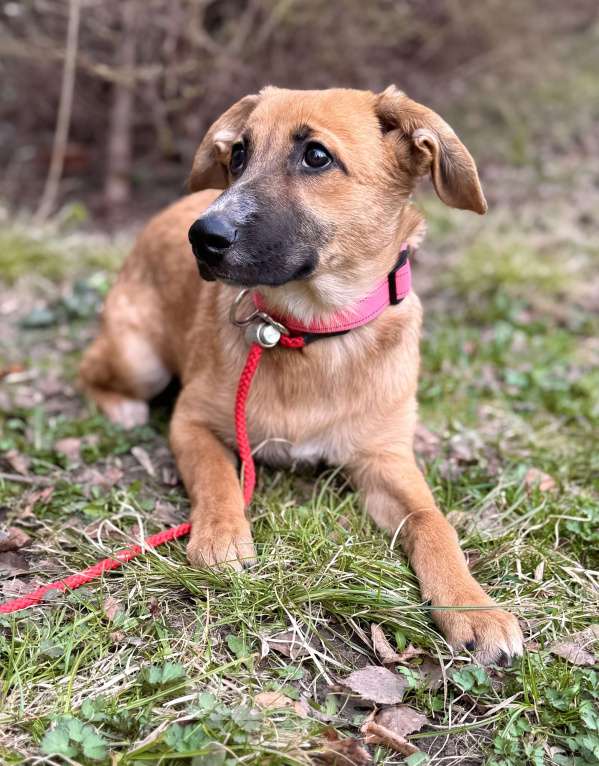 Собаки в Москве: Щенок Минди ищет дом Девочка, Бесплатно - фото 9