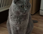 Кошки в Балашихе: Моника ищут свое семью  Девочка, Бесплатно - фото 4