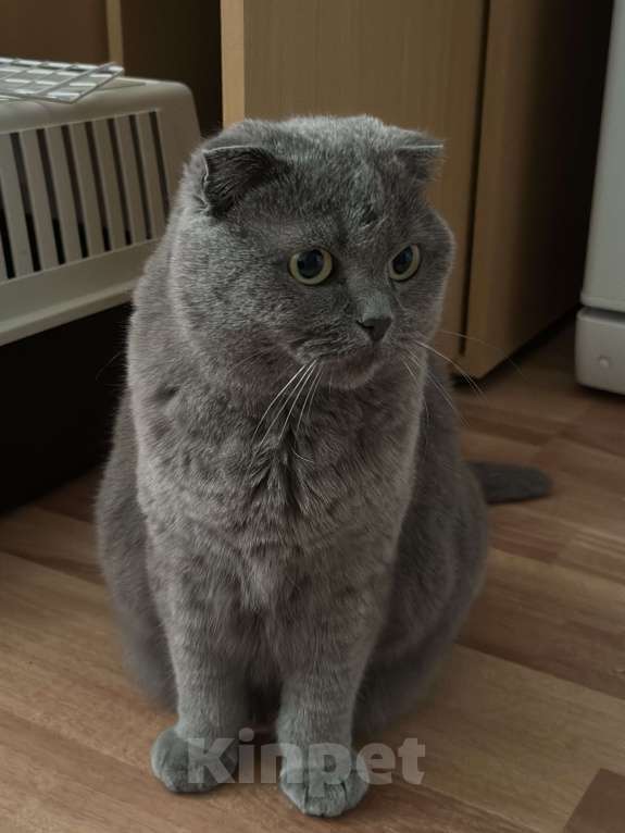 Кошки в Балашихе: Моника ищут свое семью  Девочка, Бесплатно - фото 4