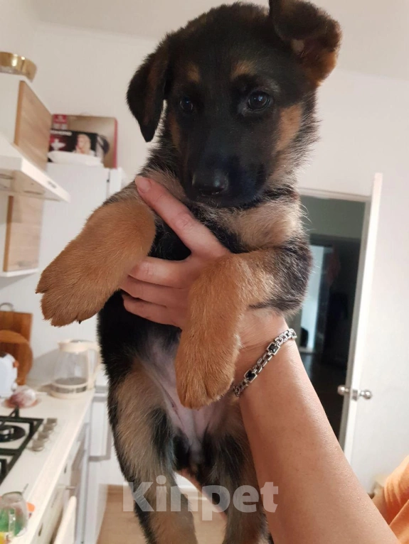 Собаки в Москве: Девочка от вязки Девочка, 15 000 руб. - фото 1