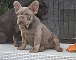 Собаки в Ростове-на-Дону: Миледи в изабелловом окрасе. Девочка, 95 000 руб. - фото 2