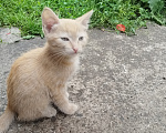 Кошки в Ленинске-Кузнецком: Отдам котенка девочку в добрые руки Девочка, Бесплатно - фото 4