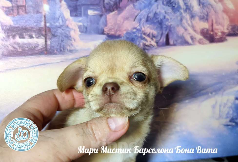 Собаки в Санкт-Петербурге: Мари Мистик Барселона Бона Вита палево соболиная Девочка, 150 000 руб. - фото 5