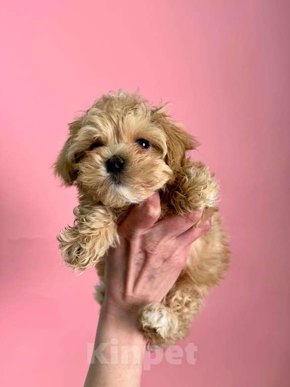 Собаки в Новосибирске: Мальти-пу f1 Девочка, 100 000 руб. - фото 10