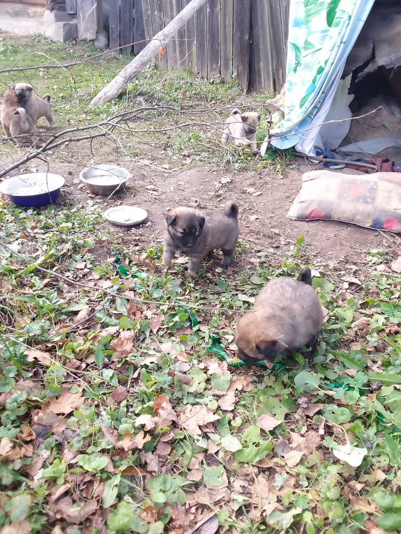 Собаки в других городах Ивановской области: Щенки, 4 мальчика и 1 девочка, 4–5 недель, срочный пристрой (Тейково, район) Мальчик, Бесплатно - фото 7