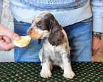 Собаки в Переславле-Залесском: Английского кокера щенок Девочка, 70 000 руб. - фото 3