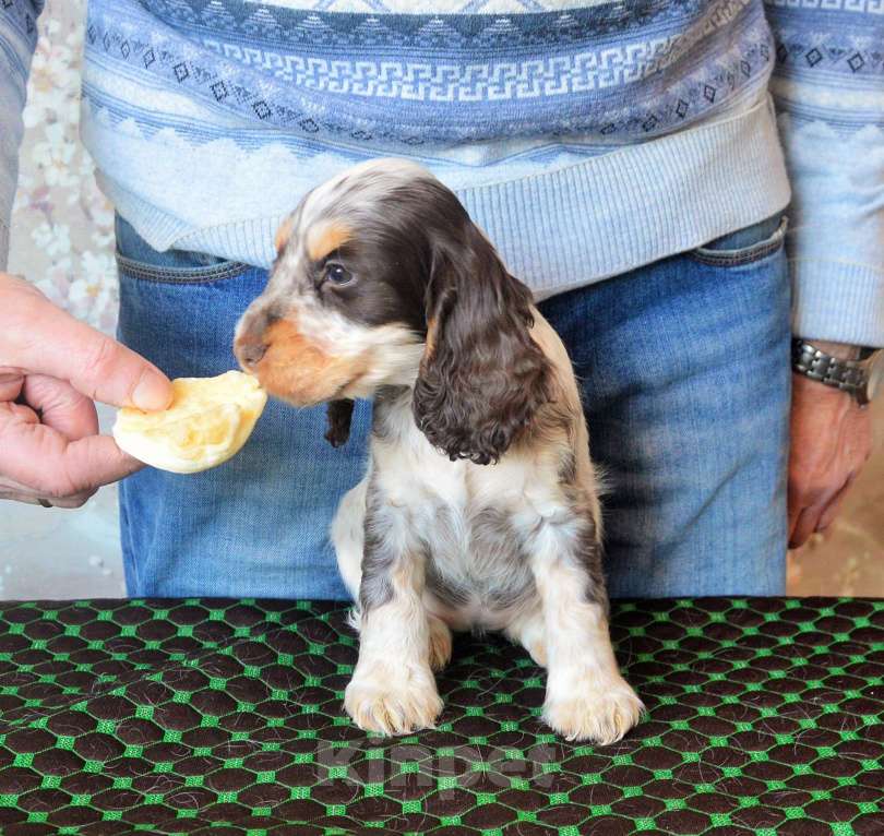Собаки в Переславле-Залесском: Английского кокера щенок Девочка, 70 000 руб. - фото 3