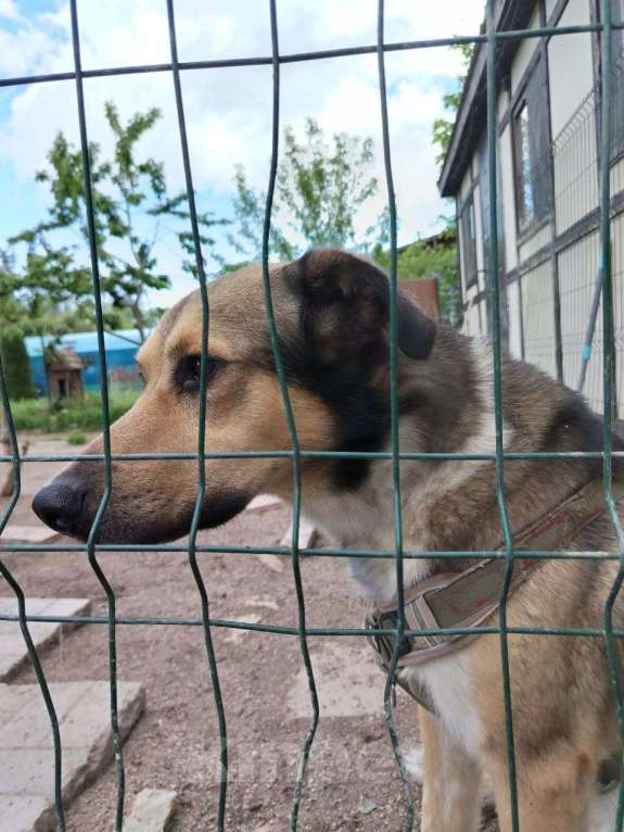 Собаки в Санкт-Петербурге: Домашний пёс-потеряшка ищет новую семью Мальчик, Бесплатно - фото 4