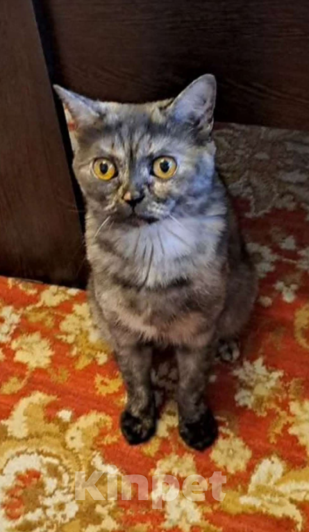 Кошки в Красноярске: Шотландская кошечка прямоухая короткошёрстная  Девочка, Бесплатно - фото 5