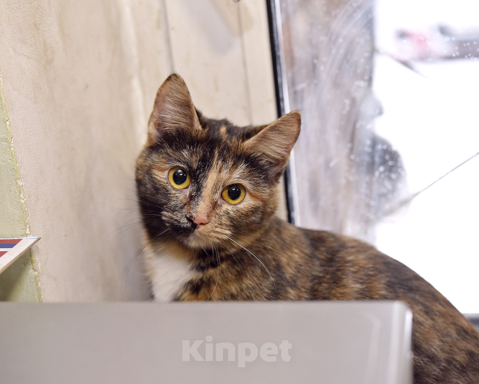 Кошки в Москве: Молодая кошечка Соня ищет дом! Девочка, Бесплатно - фото 2