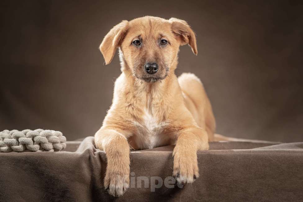 Собаки в Клине: Мейси — жизнерадостная шалунья подарит вам много радости Девочка, Бесплатно - фото 1