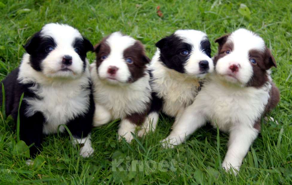 Собаки в Москве: Щенки бордер колли с документами Мальчик, 50 000 руб. - фото 4