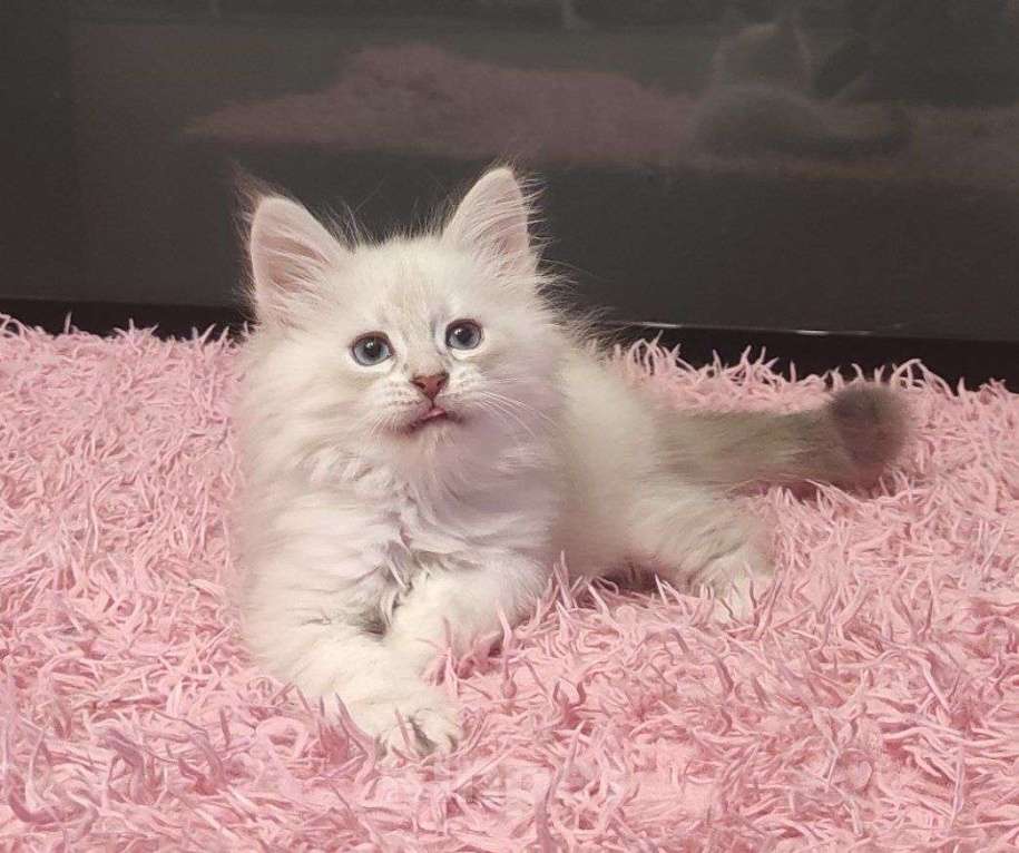 Кошки в Новосибирске: Don Juan Мальчик, 50 000 руб. - фото 5