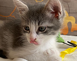 Кошки в Нижнем Новгороде: Котенок в добрые руки Мальчик, Бесплатно - фото 5