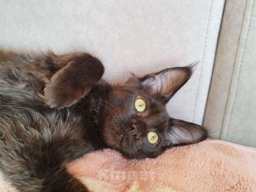 Кошки в Чите: Продается котенок мейнкун Девочка, 30 000 руб. - фото 4