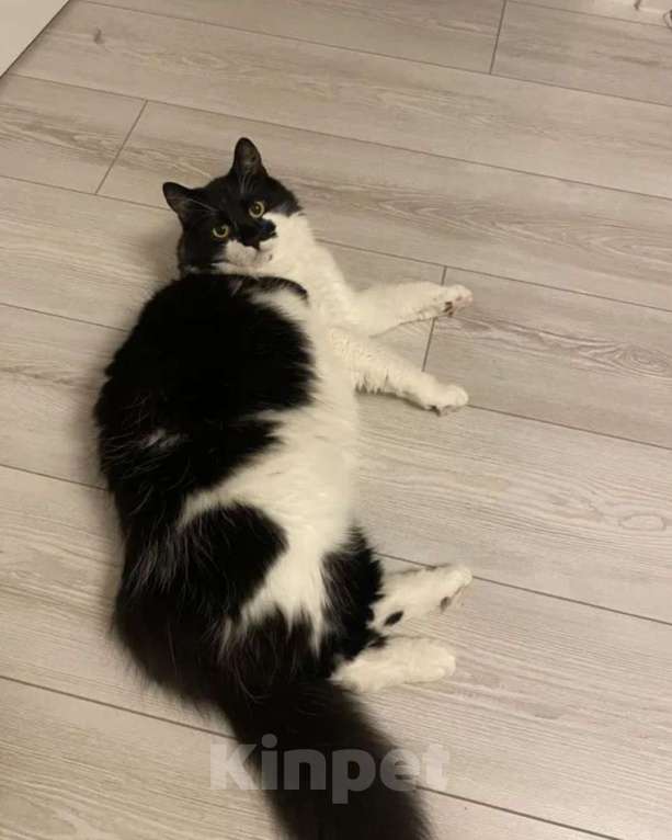 Кошки в Санкт-Петербурге: Ласковый котик в добрые руки Мальчик, Бесплатно - фото 3