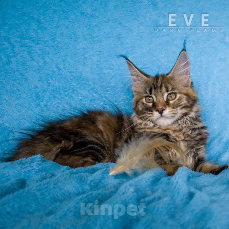 Кошки в других городах Воронежской области: Ева — мраморное чудо с шелковым характером Девочка, 50 000 руб. - фото 7