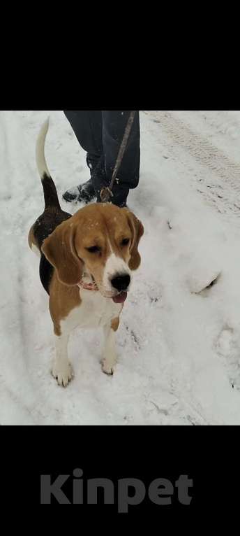 Собаки в Домодедово: Добрым хозяевам Девочка, 12 000 руб. - фото 1