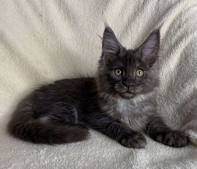 Черная дымчатая девочка мейн кун Vlasta