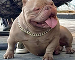 Собаки в Москве: Щенок Американский Булли Девочка, 150 руб. - фото 4
