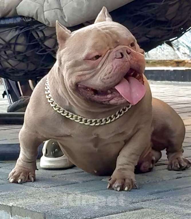 Собаки в Москве: Щенок Американский Булли Девочка, 150 руб. - фото 4