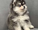 Собаки в Санкт-Петербурге: Шикарный мальчик помски Мальчик, 150 000 руб. - фото 6