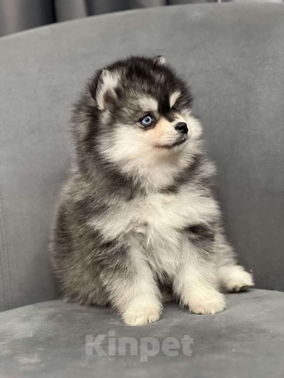 Собаки в Санкт-Петербурге: Шикарный мальчик помски Мальчик, 150 000 руб. - фото 6