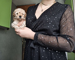 Собаки в Москве: Той пудель мальчик крошка Мальчик, 65 000 руб. - фото 4