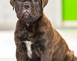 Собаки в Ханты-Мансийске: Щенки бульмастифа Мальчик, Бесплатно - фото 2