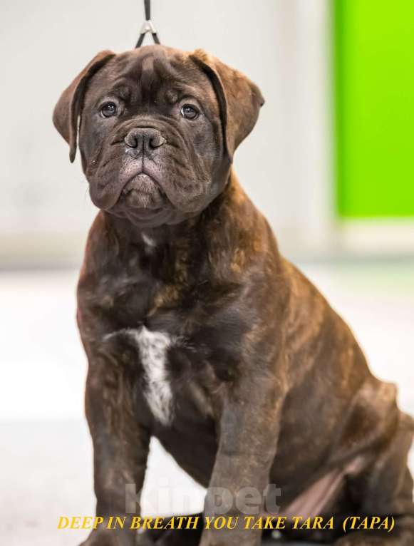 Собаки в Ханты-Мансийске: Щенки бульмастифа Мальчик, Бесплатно - фото 2