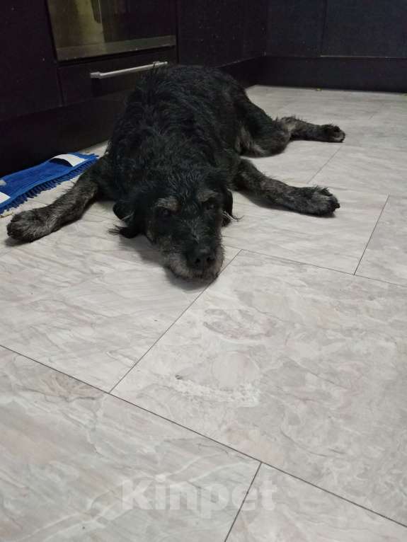 Собаки в Ростове-на-Дону: Найден метис дратхаара Мальчик, Бесплатно - фото 7