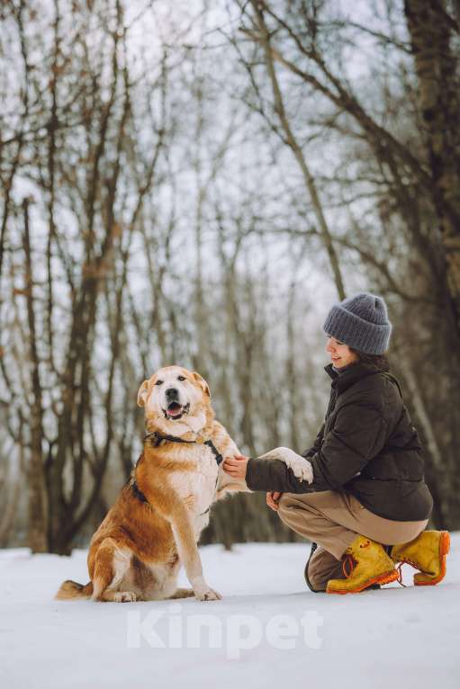 Собаки в Москве: идеальный пес и лучший друг Мальчик, Бесплатно - фото 3