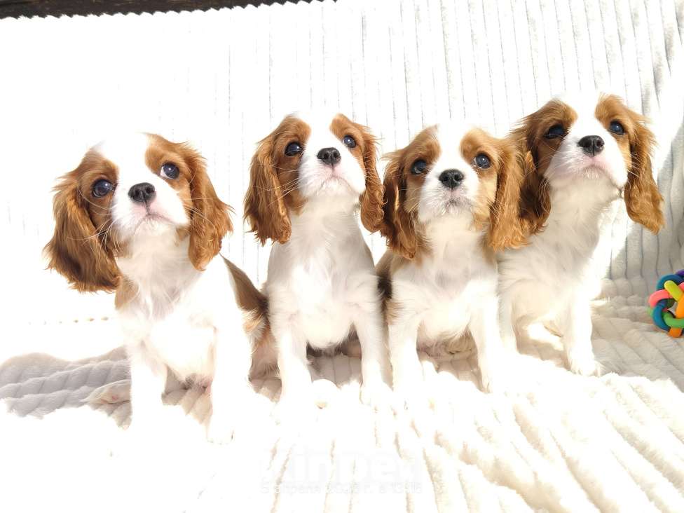 Собаки в других городах Самарской области: Щенки Кавалер Кинг Чарльз спаниель Мальчик, 100 000 руб. - фото 2