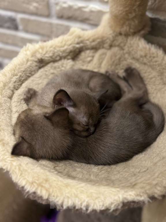 Кошки в Москве: Котенок европейский бурманский Мальчик, 120 000 руб. - фото 3