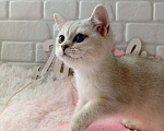 Кошки в Брянске: Снежная королева серебристая кошечка Девочка, 15 000 руб. - фото 7