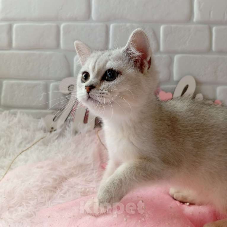 Кошки в Брянске: Снежная королева серебристая кошечка Девочка, 15 000 руб. - фото 7