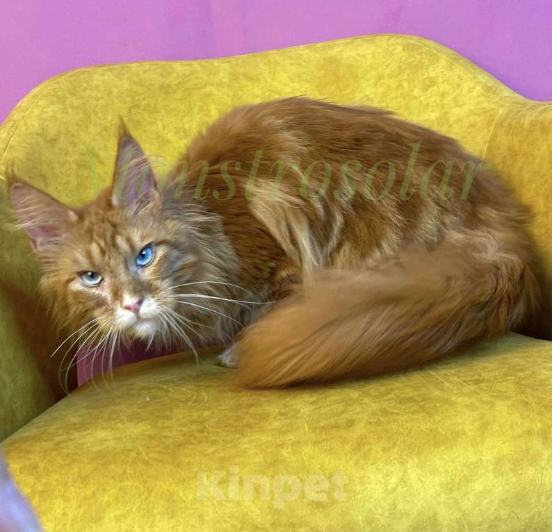 Кошки в Москве: Синеглазое чудо мейн-кунёнок Мальчик, Бесплатно - фото 5