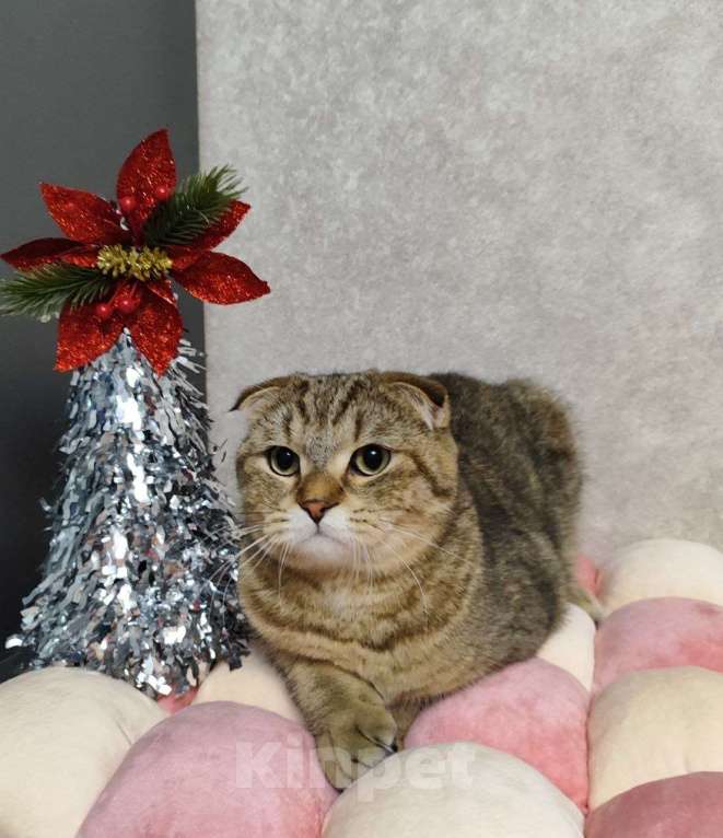Кошки в Санкт-Петербурге: Ласковый  Шотландский котик ищет своих родителей Мальчик, 10 000 руб. - фото 6
