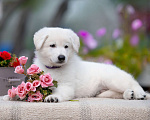 Собаки в Всеволожске: Высокопородный щенок белой швейцарской овчарки мальчик 2 Мальчик, 70 000 руб. - фото 4