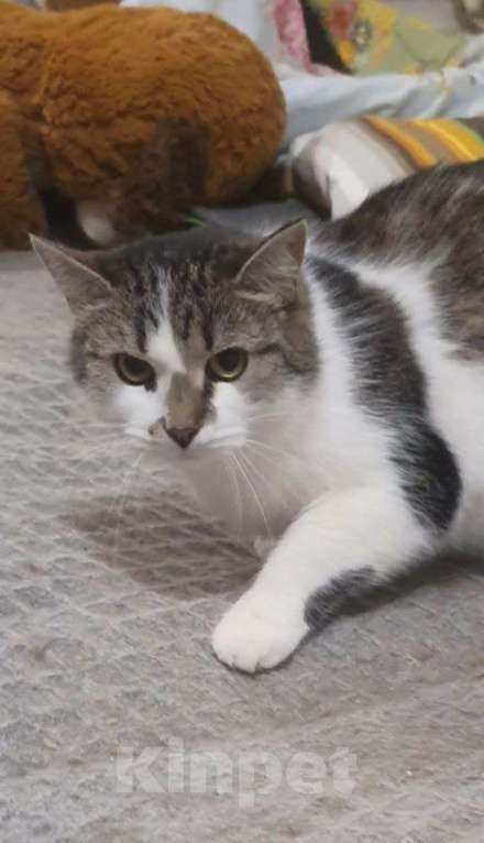 Кошки в Москве: Мэри — кошка с большим сердцем Девочка, Бесплатно - фото 4