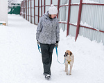 Собаки в Москве: Активная Барабулька ищет хозяев! Девочка, Бесплатно - фото 10