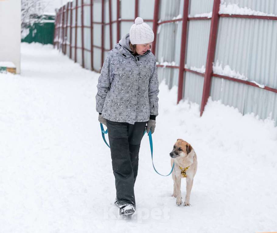 Собаки в Москве: Активная Барабулька ищет хозяев! Девочка, Бесплатно - фото 10